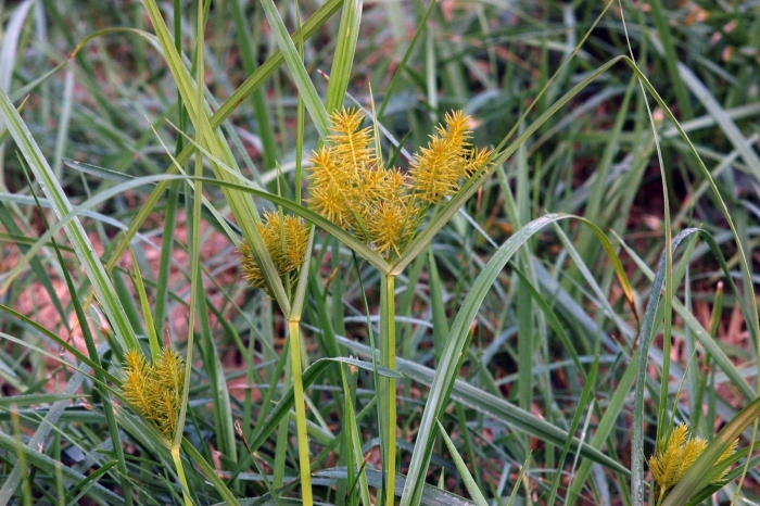 Чуфа растение