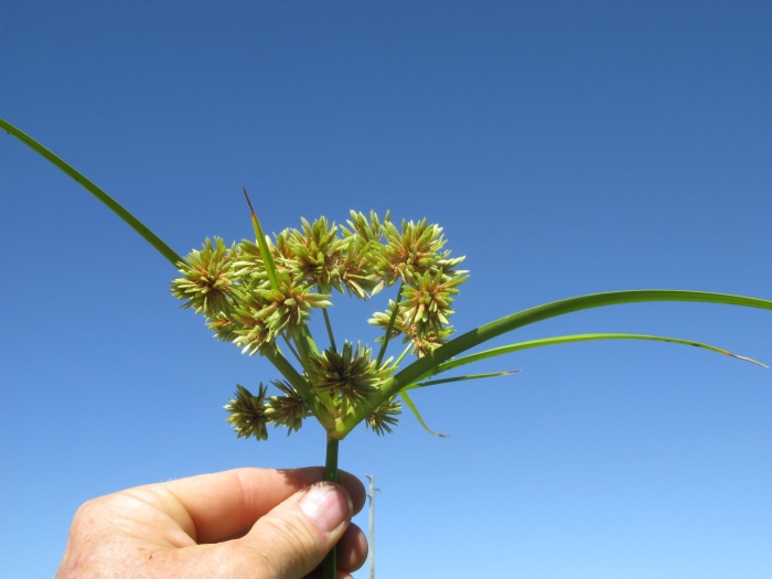 Cyperus conglomerates