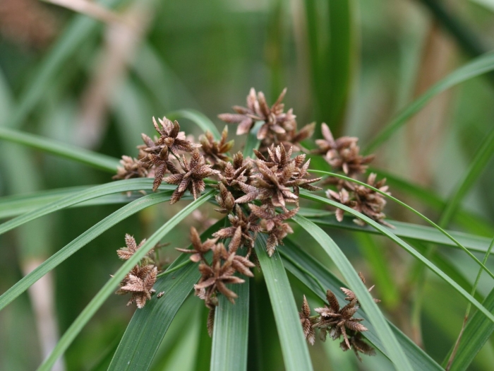 Cyperus alternifolius subsp flabelliformis