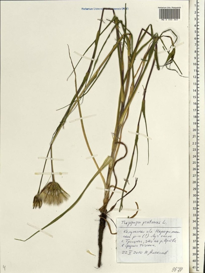 Козлобородник луговой