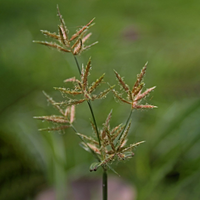 Cyperus rotundus