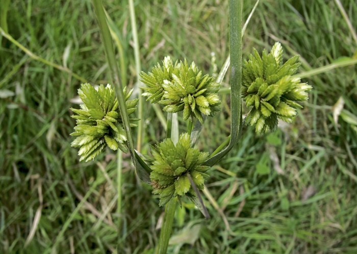 Cyperus strigosus