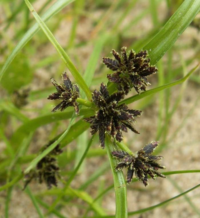 Cyperus glomeratus