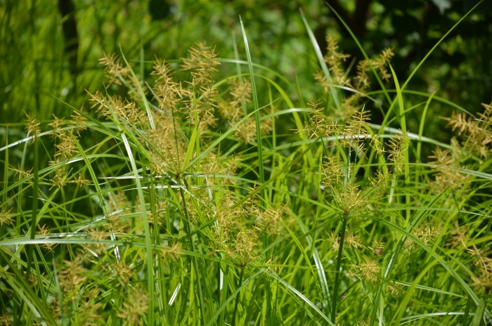Cyperus esculentus
