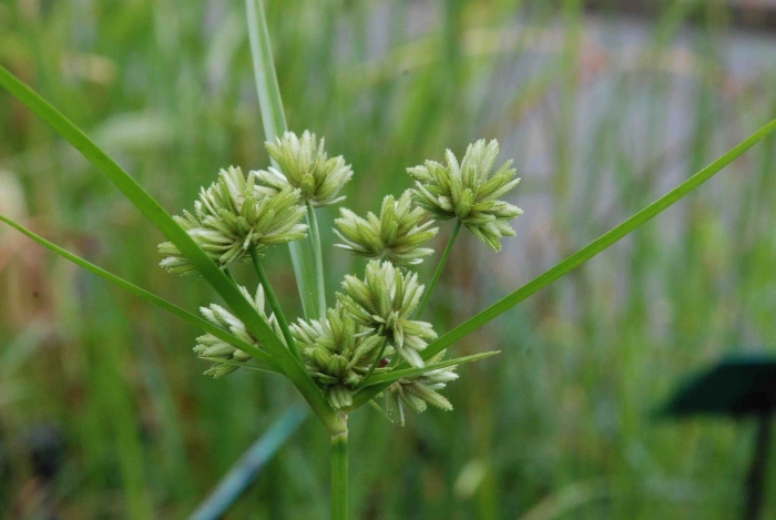 Cyperus difformis