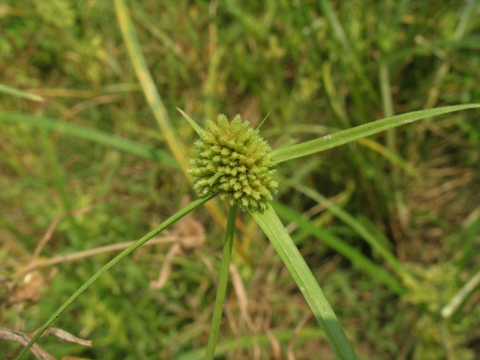 Сыть круглая ореховая трава