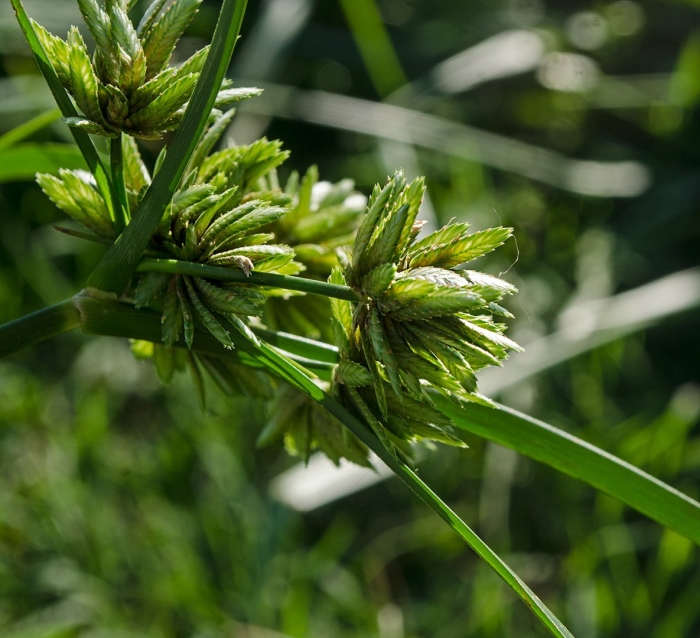 Cyperus eragrostis