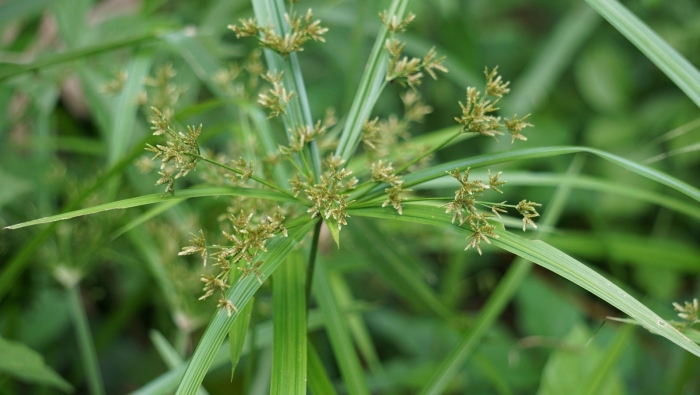 Cyperus alternifolius
