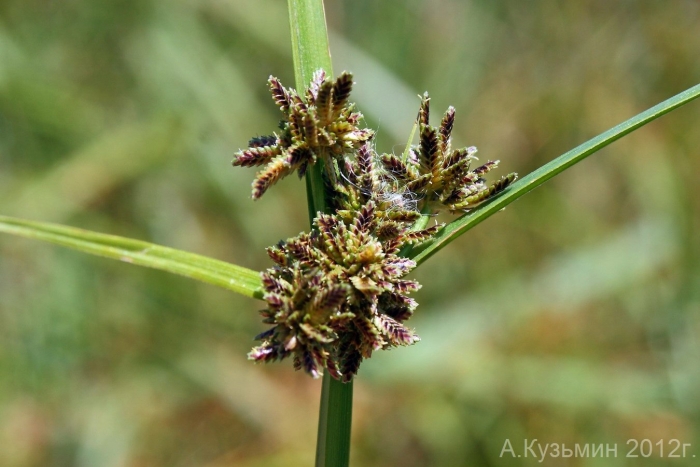 Cyperus glomeratus