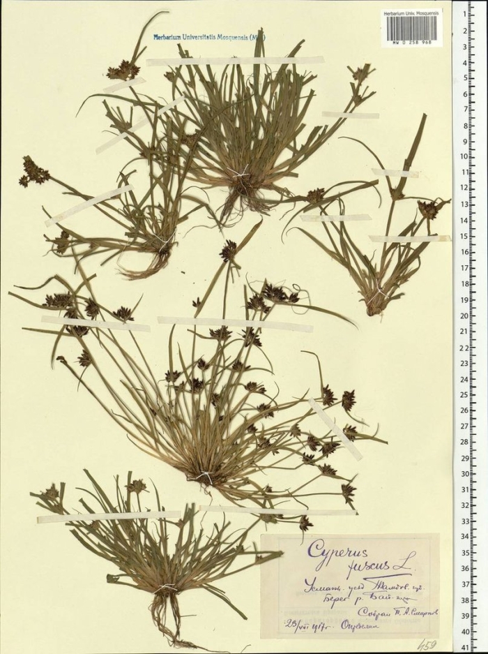 Ситник сплюснутый juncus compressus