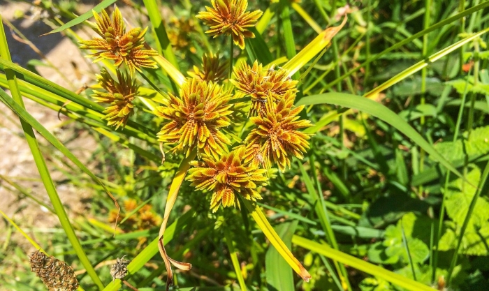 Сыть полевичковая