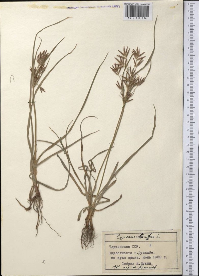 Луговой мятлик