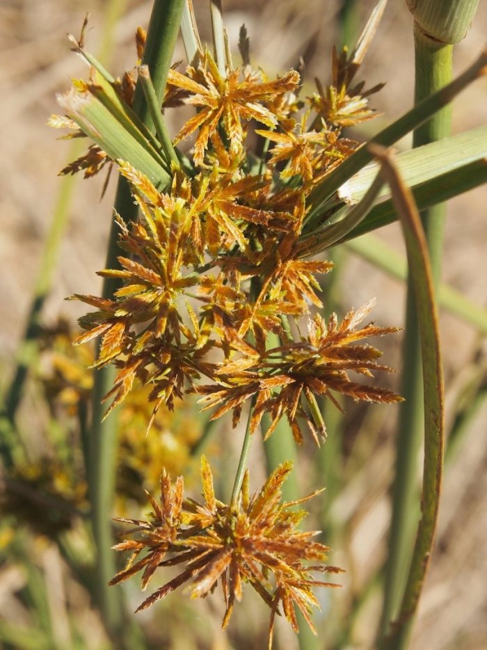 Cyperus scariosus