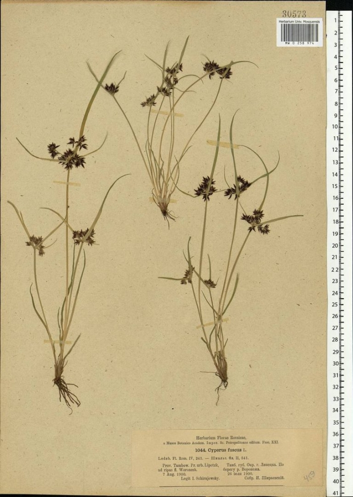 Cyperus fuscus