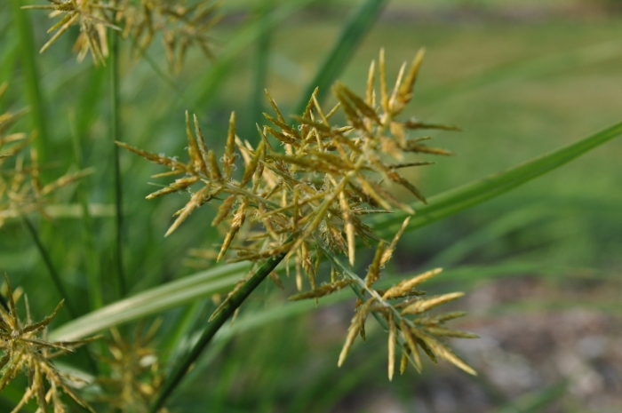 Cyperus esculentus l