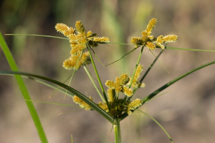 Cyperus glomeratus