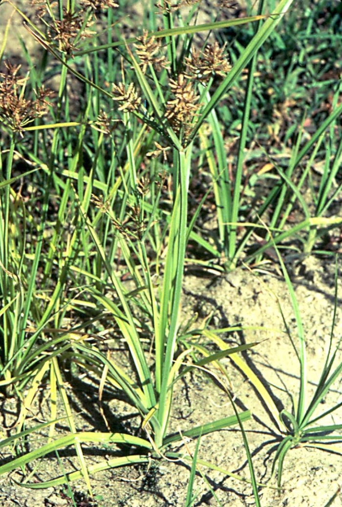 Cyperus involucratus