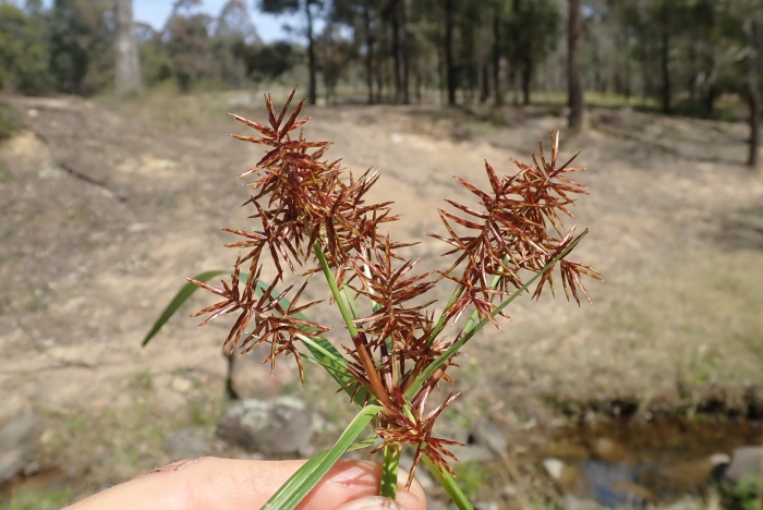 Cyperus retrorsus