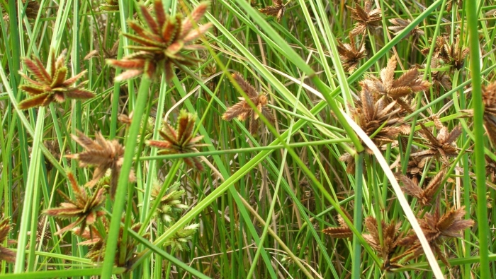 Cyperus trachysanthos