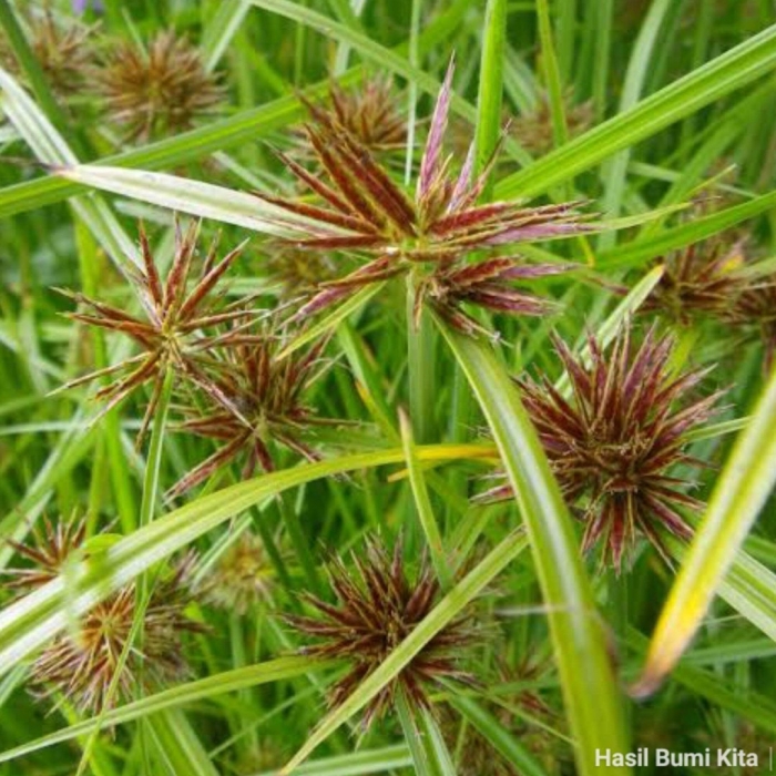 Cyperus rotundus