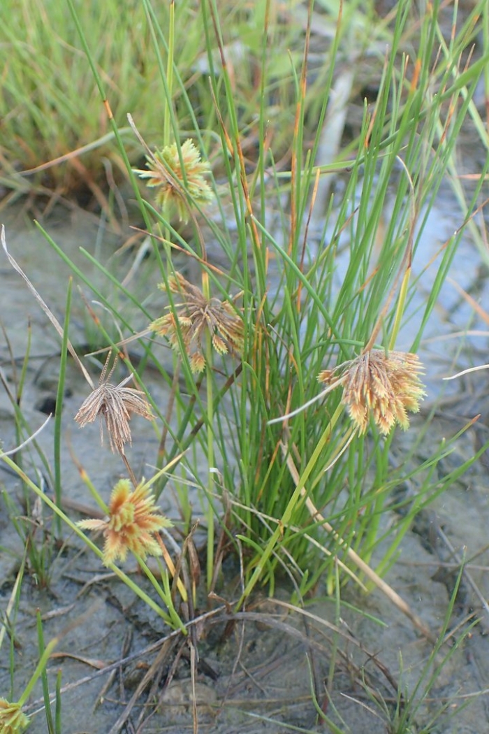 Cyperus squarrosus