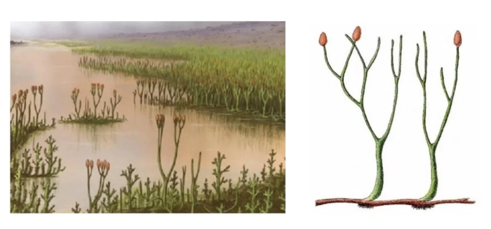 Псилофиты и риниофиты