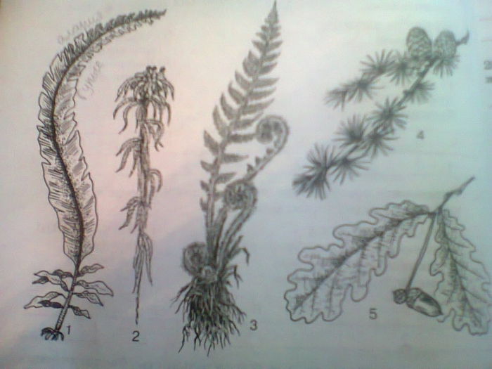 Высшие споровые растения