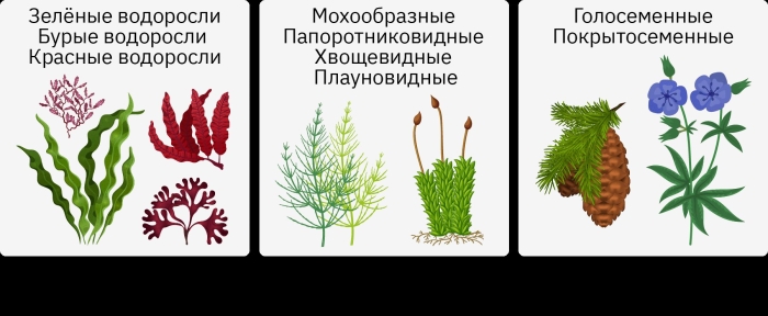 Низшие растения водоросли