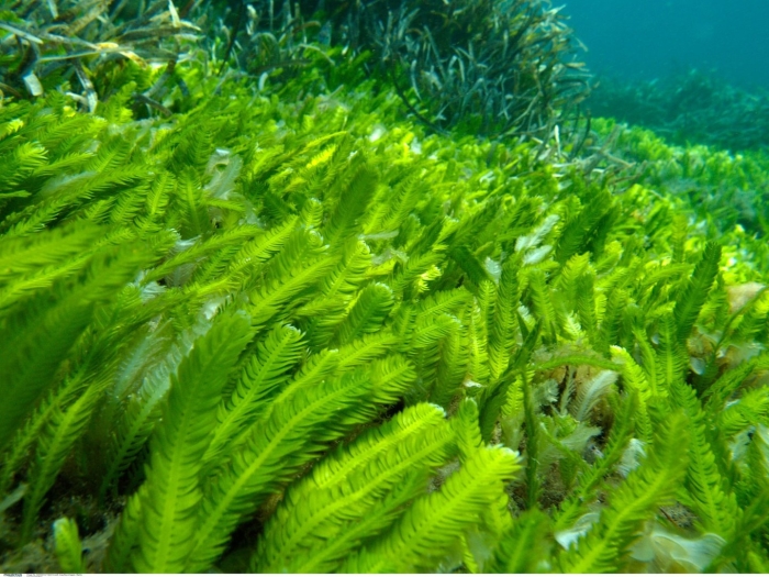 Caulerpa taxifolia