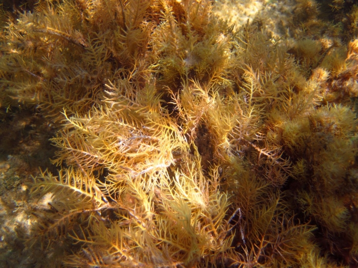 Цистозейра водоросли