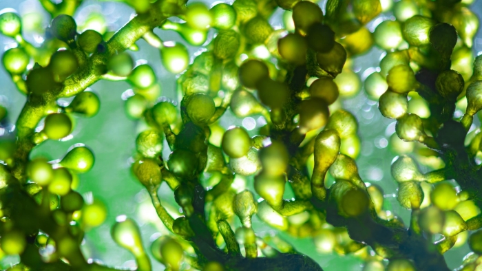 Хлорелла микроводоросли