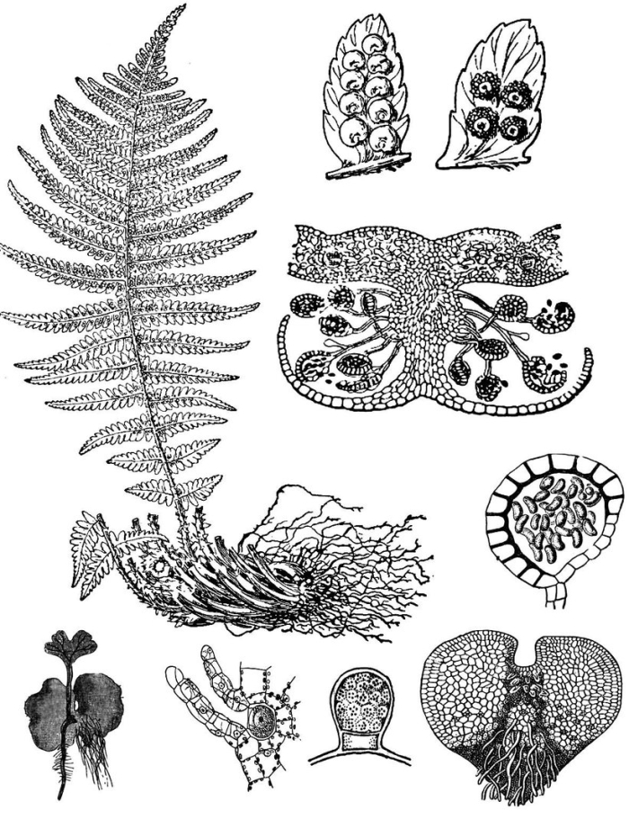 Строение соруса папоротника
