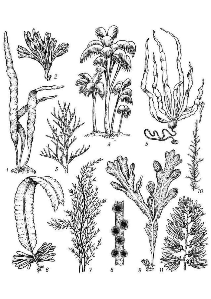 Таллом бурых водорослей