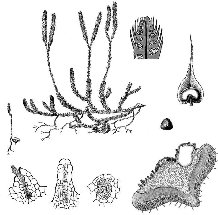 Плаун булавовидный строение