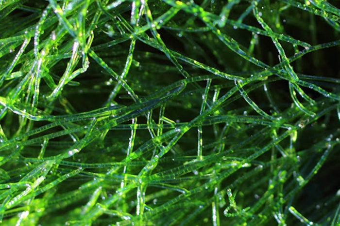 Arthrospira водоросли