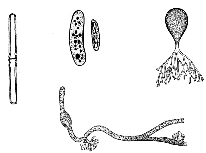 Пальмеллоидный таллом