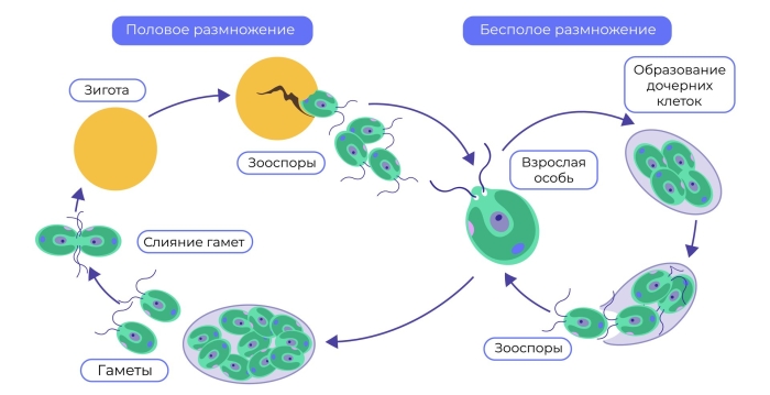 Половое размножение хламидомонады