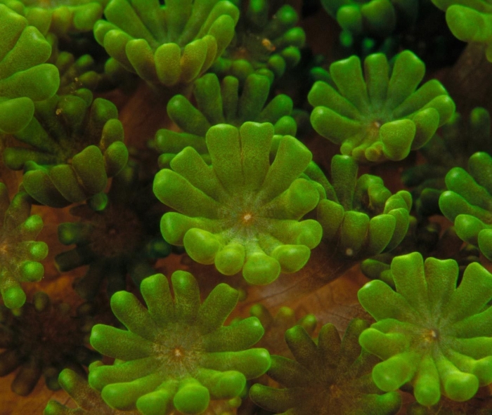 Pandorina водоросль