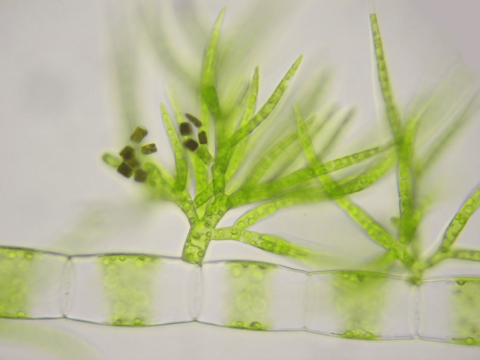 Улотрикс водоросль