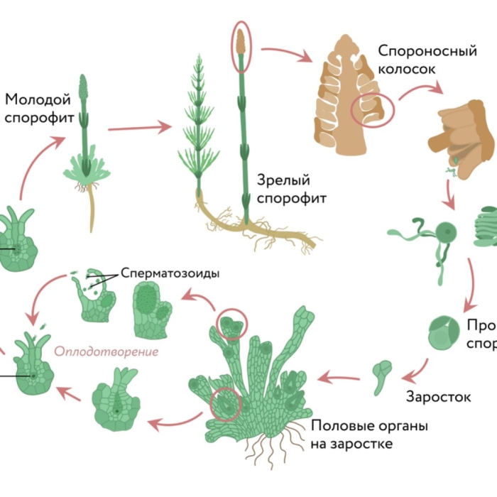 Цикл развития хвоща полевого