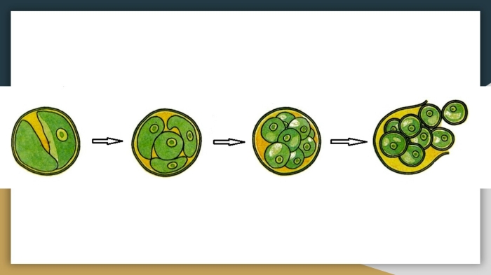 Бесполое размножение хлореллы