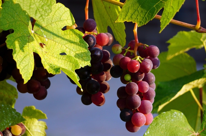 Виноград сорт