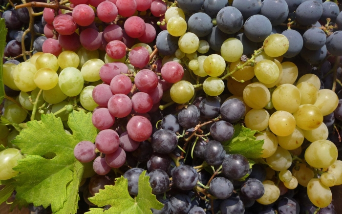 Виноград культурный шардоне лоза