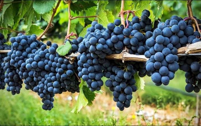 Санджовезе сорт винограда