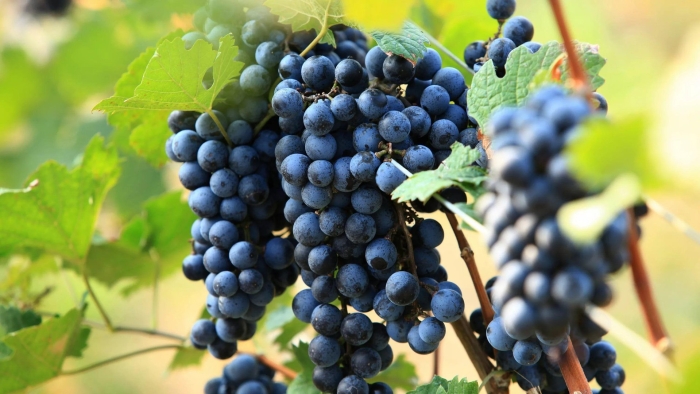 Виноград каберне совиньон