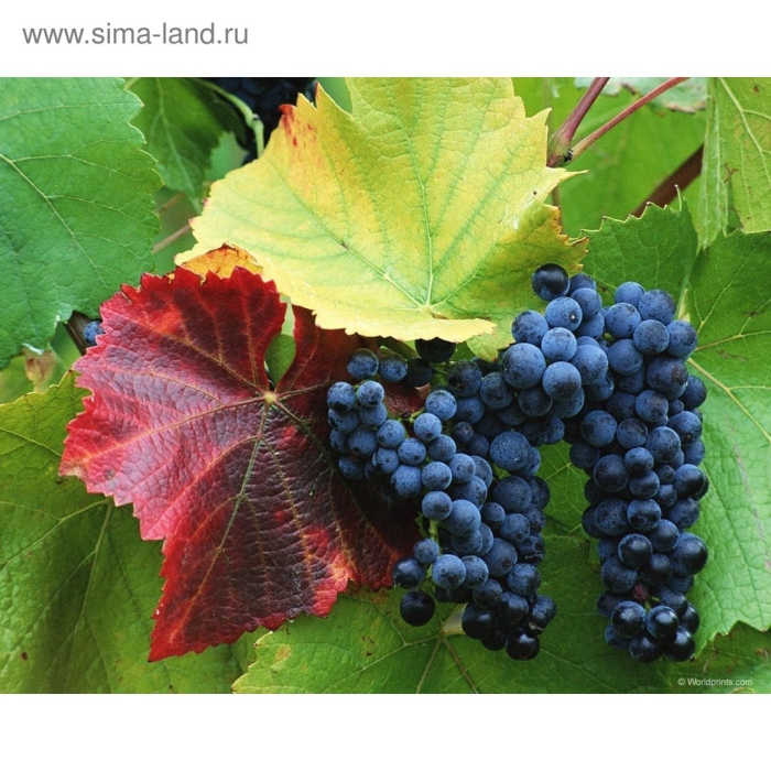 Грозди винограда