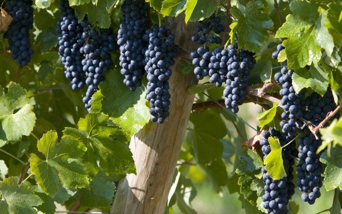 Виноград инга