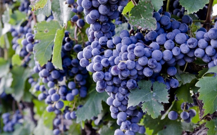 Виноград изабелла
