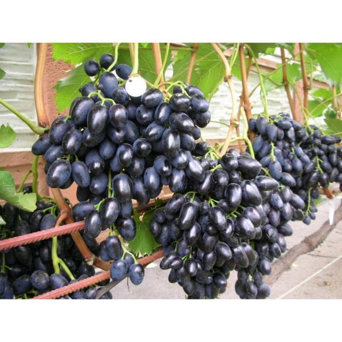 Виноград надежда азос