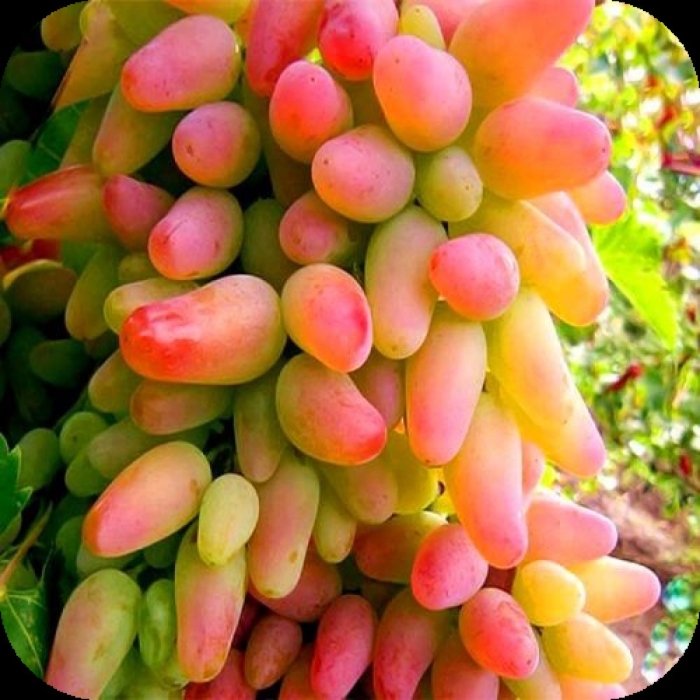 Сорт винограда заграба